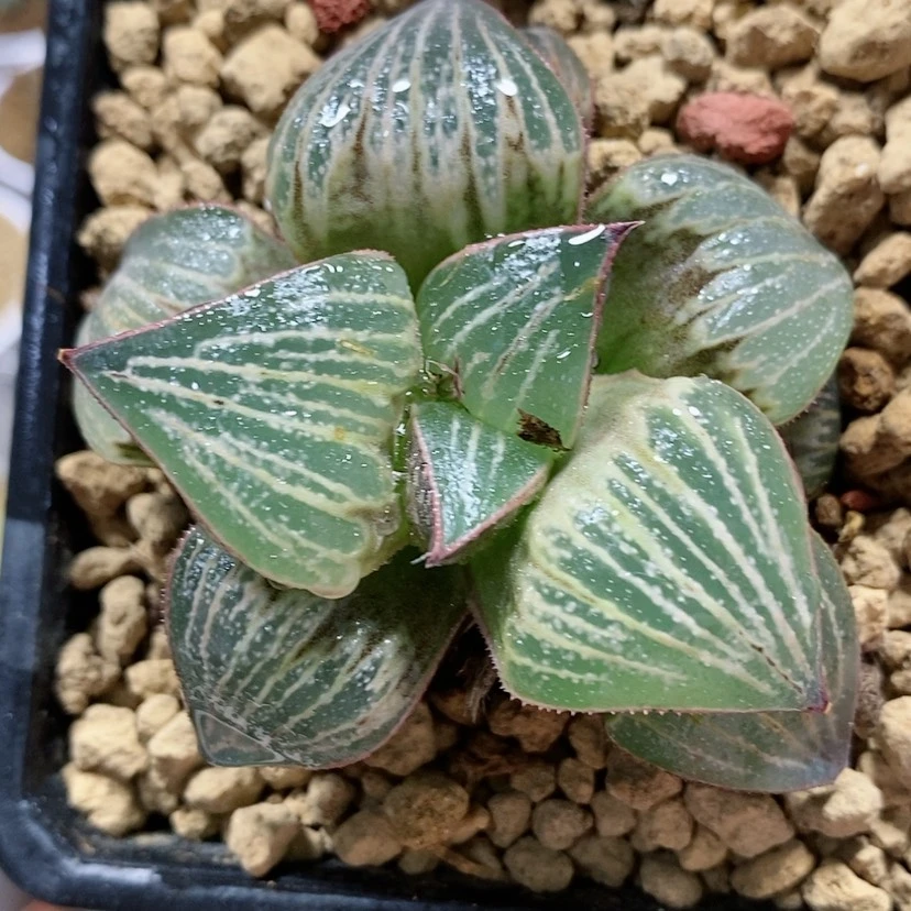 【闪购商品】145爱心青蟹