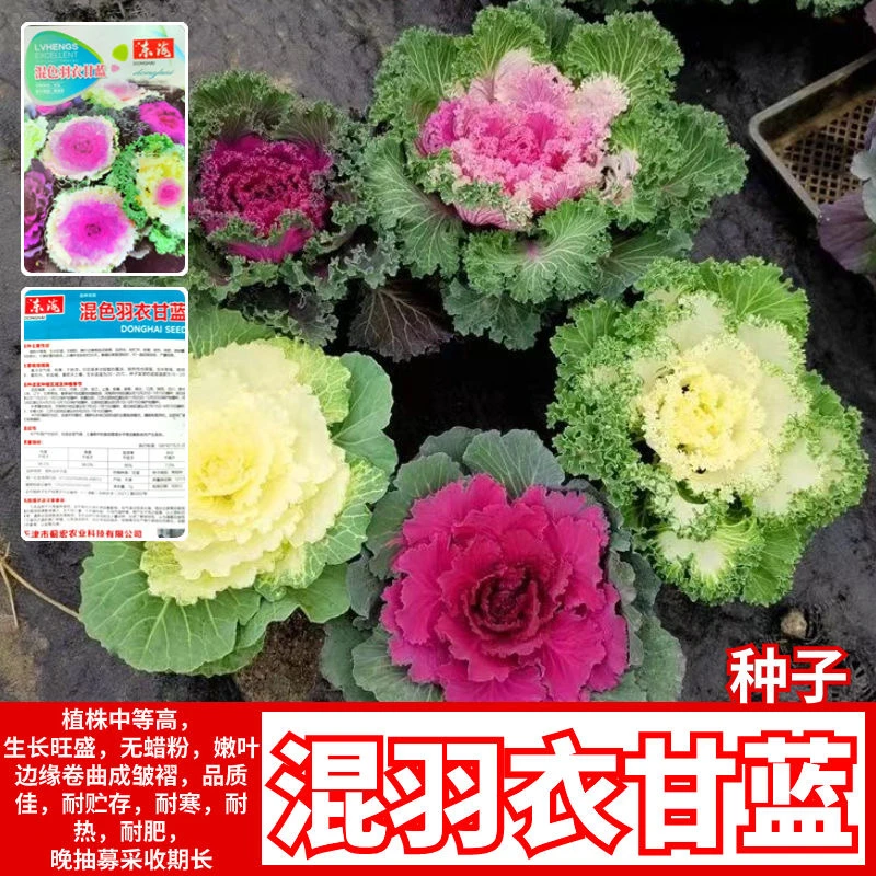 羽衣甘蓝种子混色可观赏食用营养丰富阳台盆栽田园播耐寒四季蔬菜