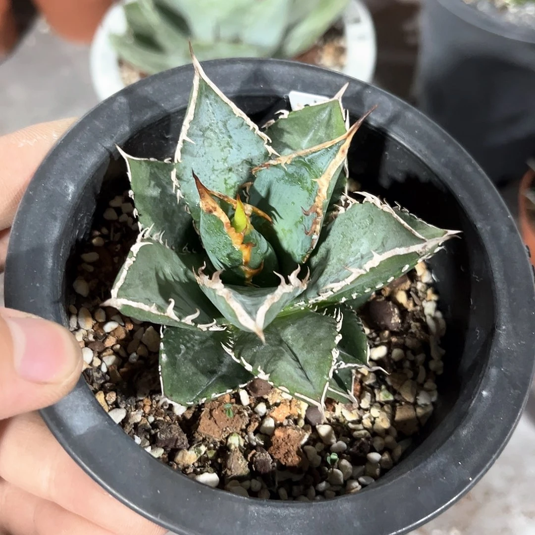 青*海王随单10米出