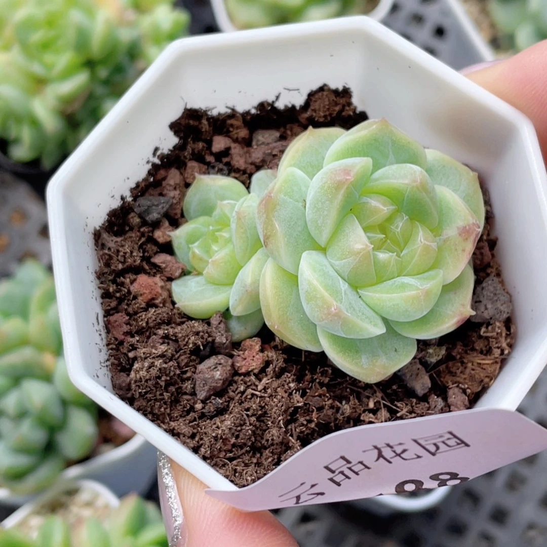 588号糖心冰心珍妮 清玄