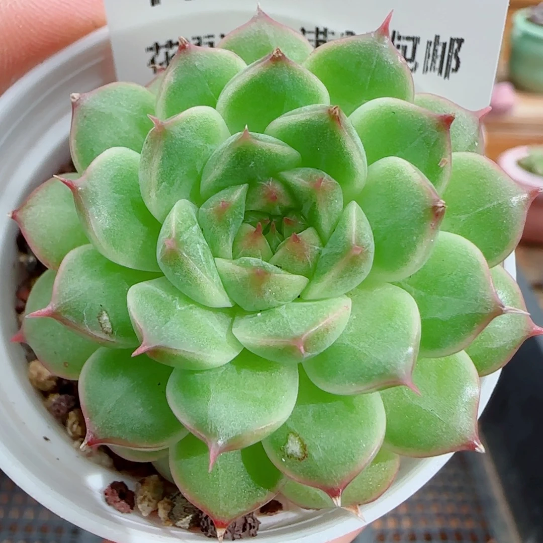 花语逸镜1010-176麦秆