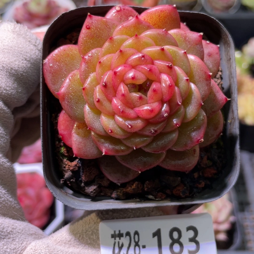 花利美28-183灵翠