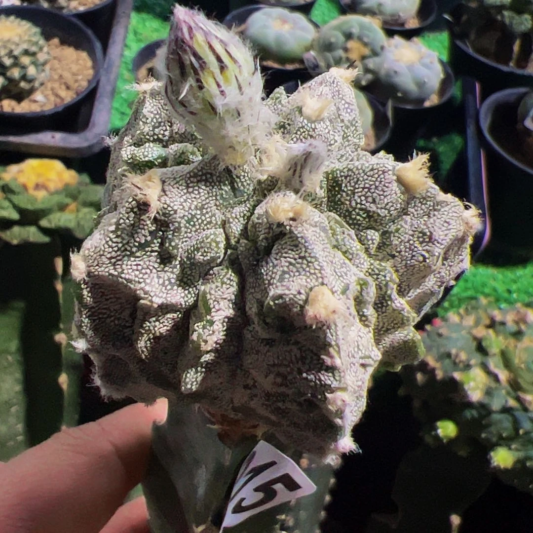 无花朵复龙核桃915