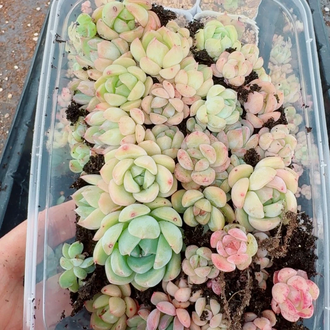 杂交新品珍妮多肉97量拍一份