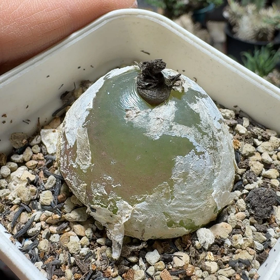 193灯泡带盆发货实生