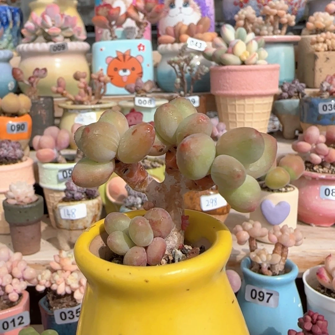 优选 萤火奶 一物一拍