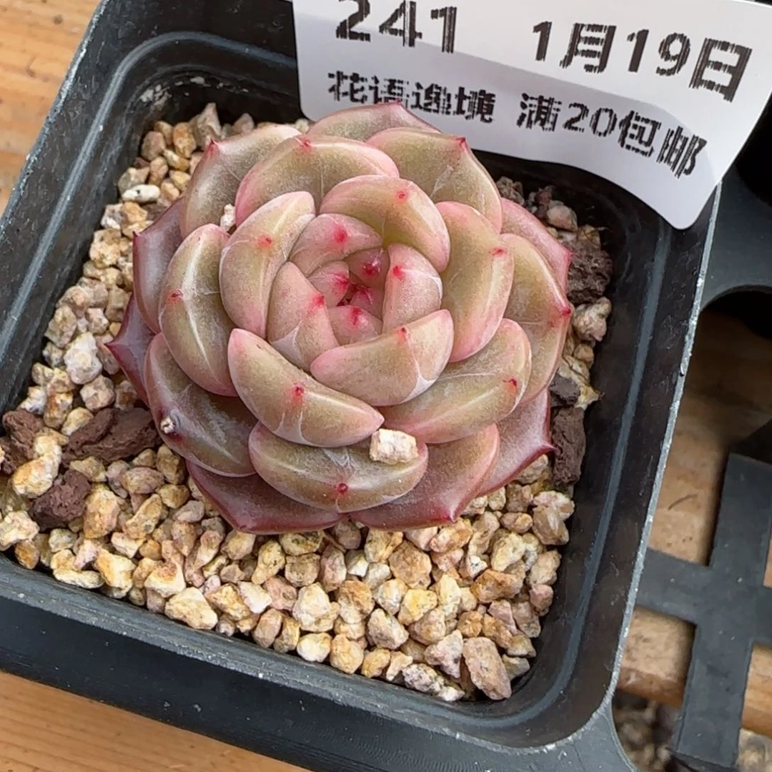 花语逸镜0119-241晴川