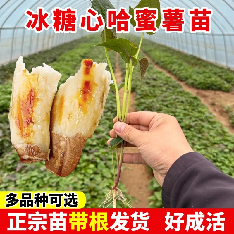 哈蜜红薯苗白心哈蜜薯秧苗烟薯苗紫薯苗澳洲紫白地瓜苗蜜薯苗