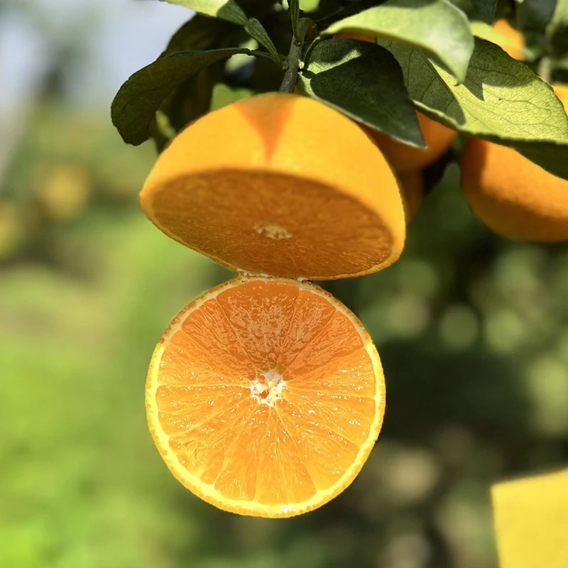 岩翠美人果冻橙 爱媛28号柑橘清甜多汁当季新鲜水果整箱顺丰包邮