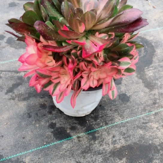偏***你224花脸女巫法师多肉植物
