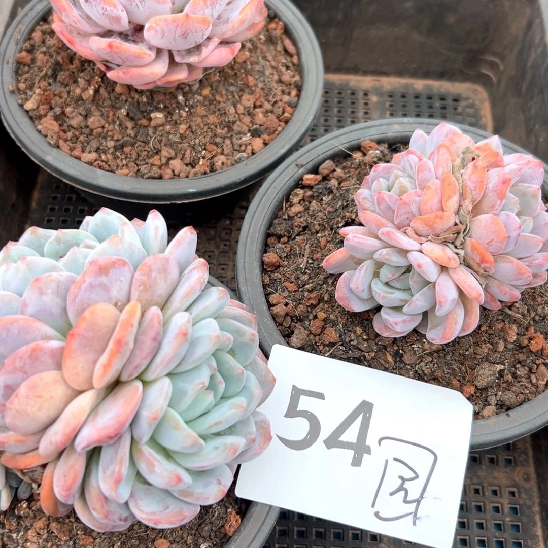 国54哈哈哈都好办法