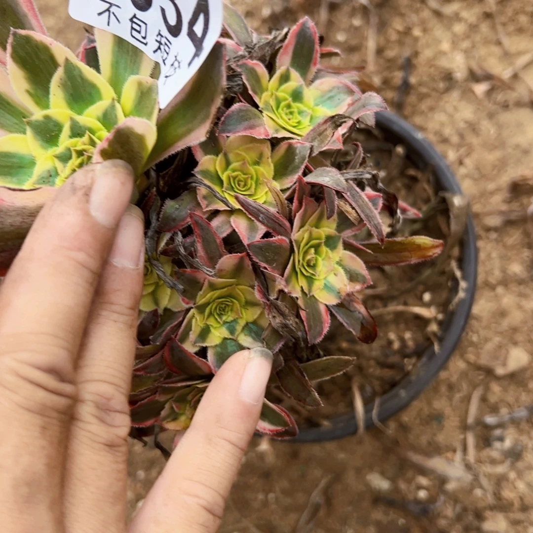 用***11934热恋多肉植物法师