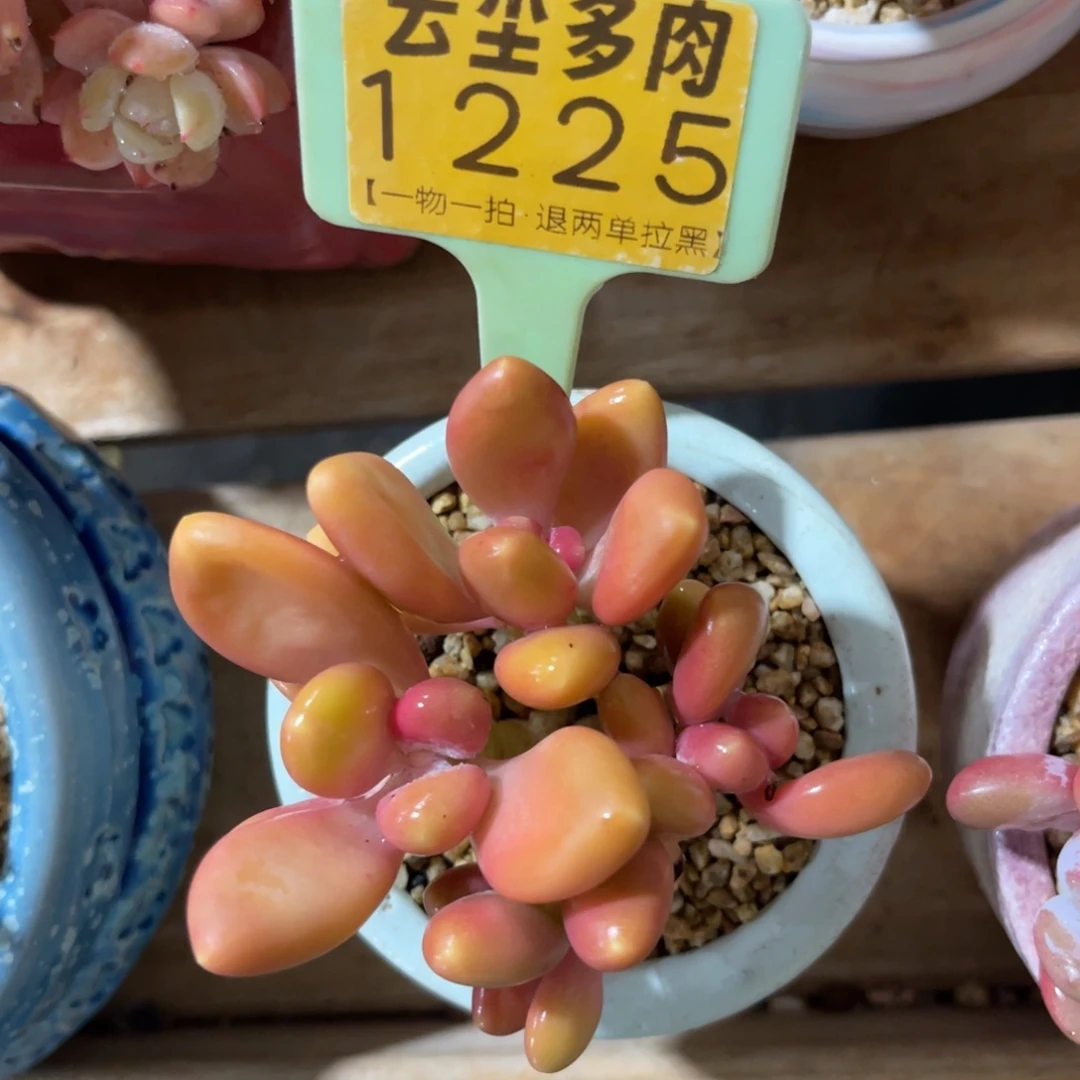 0***0云尘多肉一物一拍不含盆1225