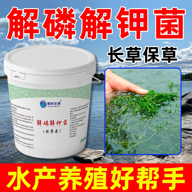 解磷解钾菌保草丹水产养殖专用水草伊乐草发根趴着长高温保草长根