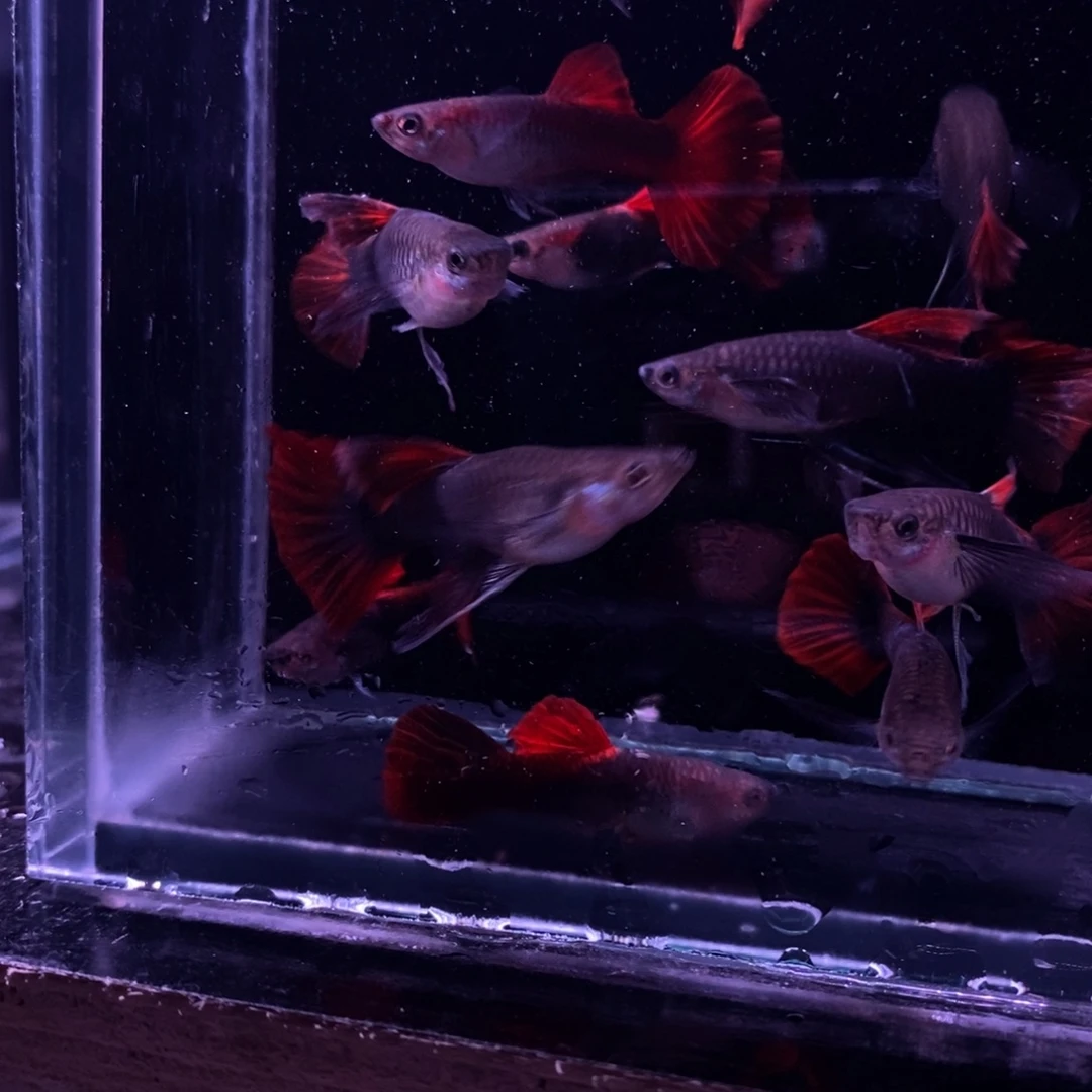 @***1孔雀鱼折扇五队的