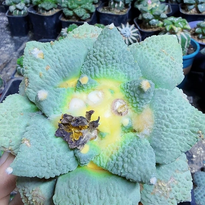 无花朵869梦幻怒涛