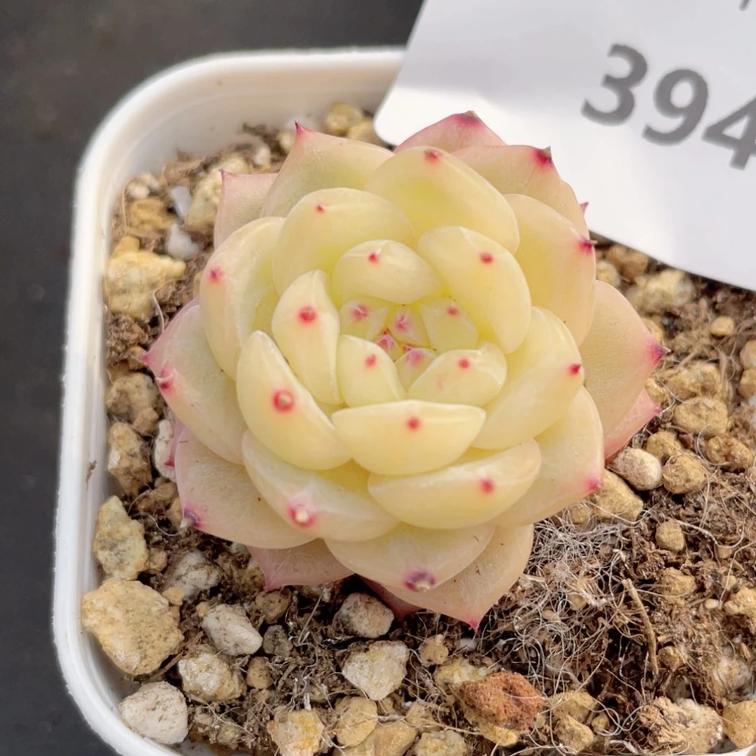 海**梦394号糖心冰心珍妮