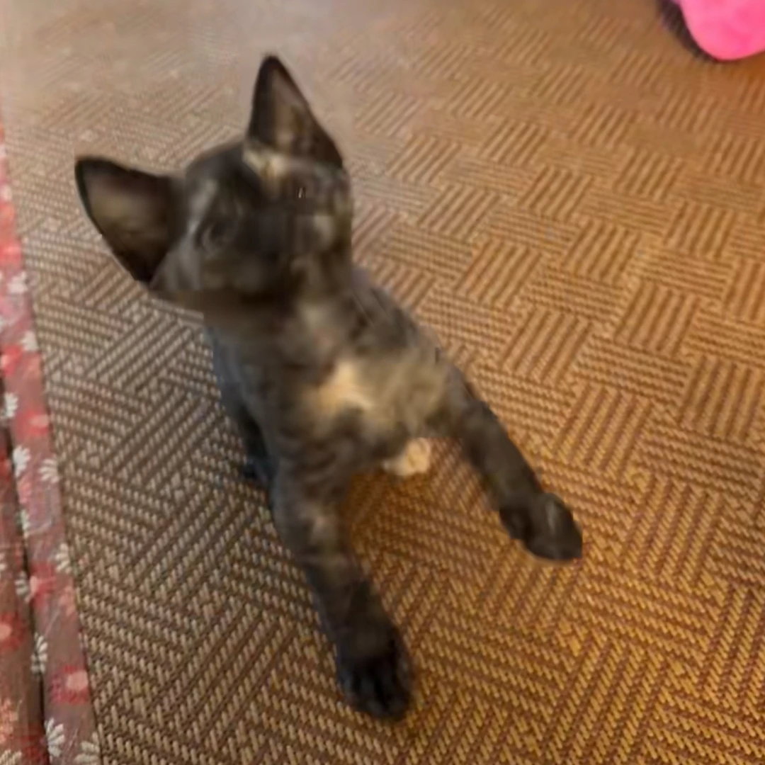 玳瑁色德文妹妹猫咪活体德文卷毛猫