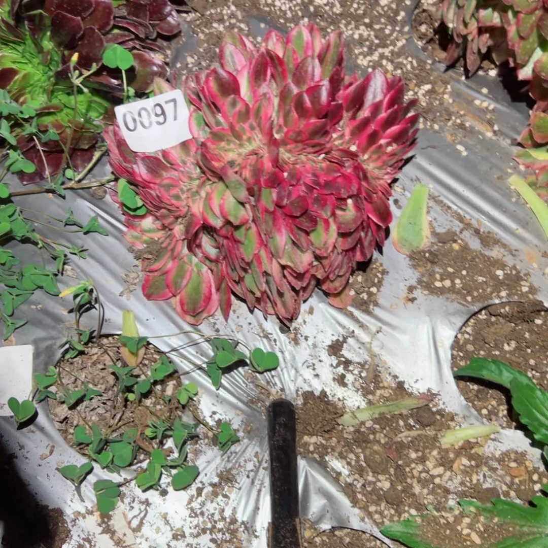 97 号多肉植物法师新年福利