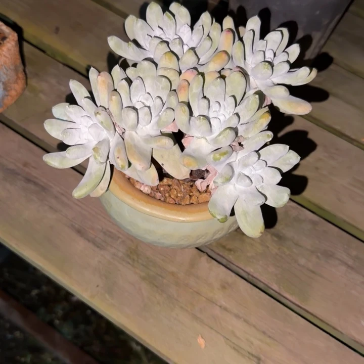 冰***点拇指仙女杯多肉植物