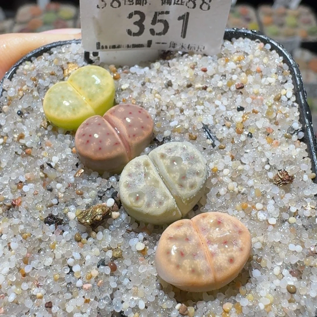 Sss精品便宜清了351
