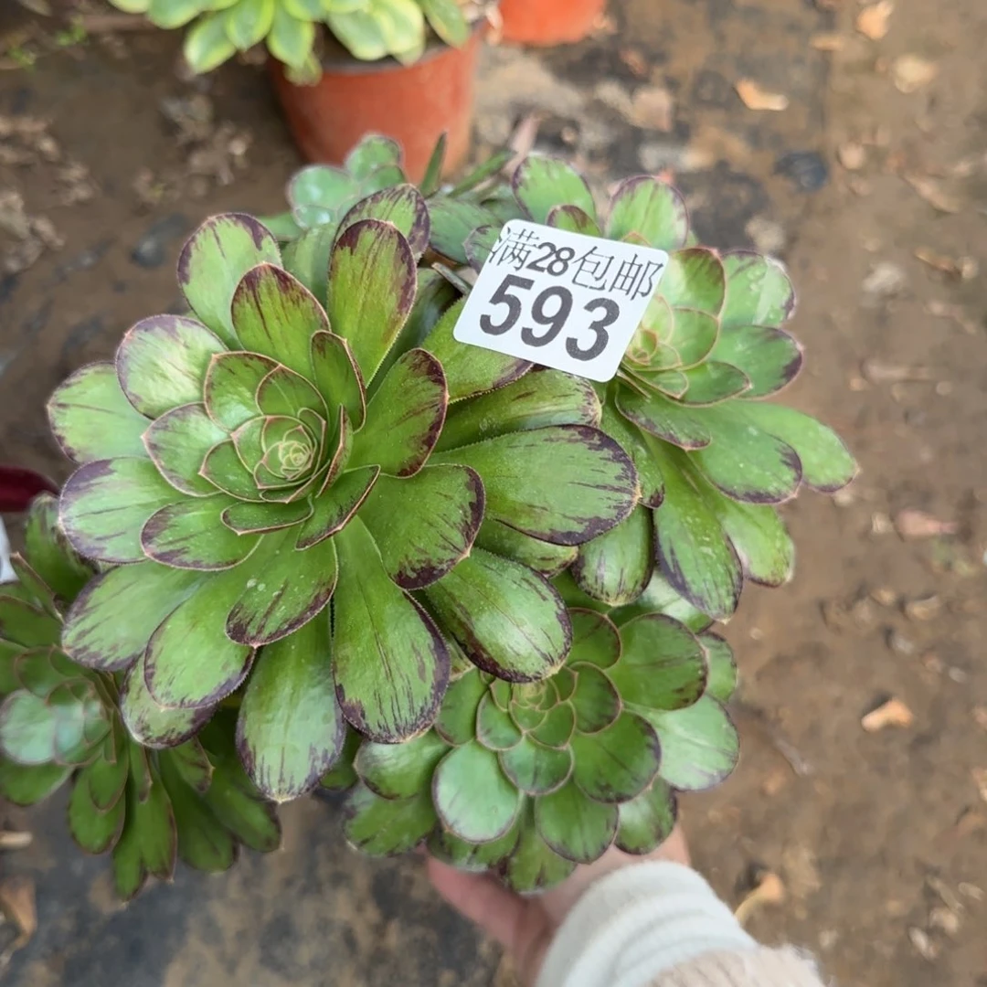 V锦多肉593满28包邮断枝不包