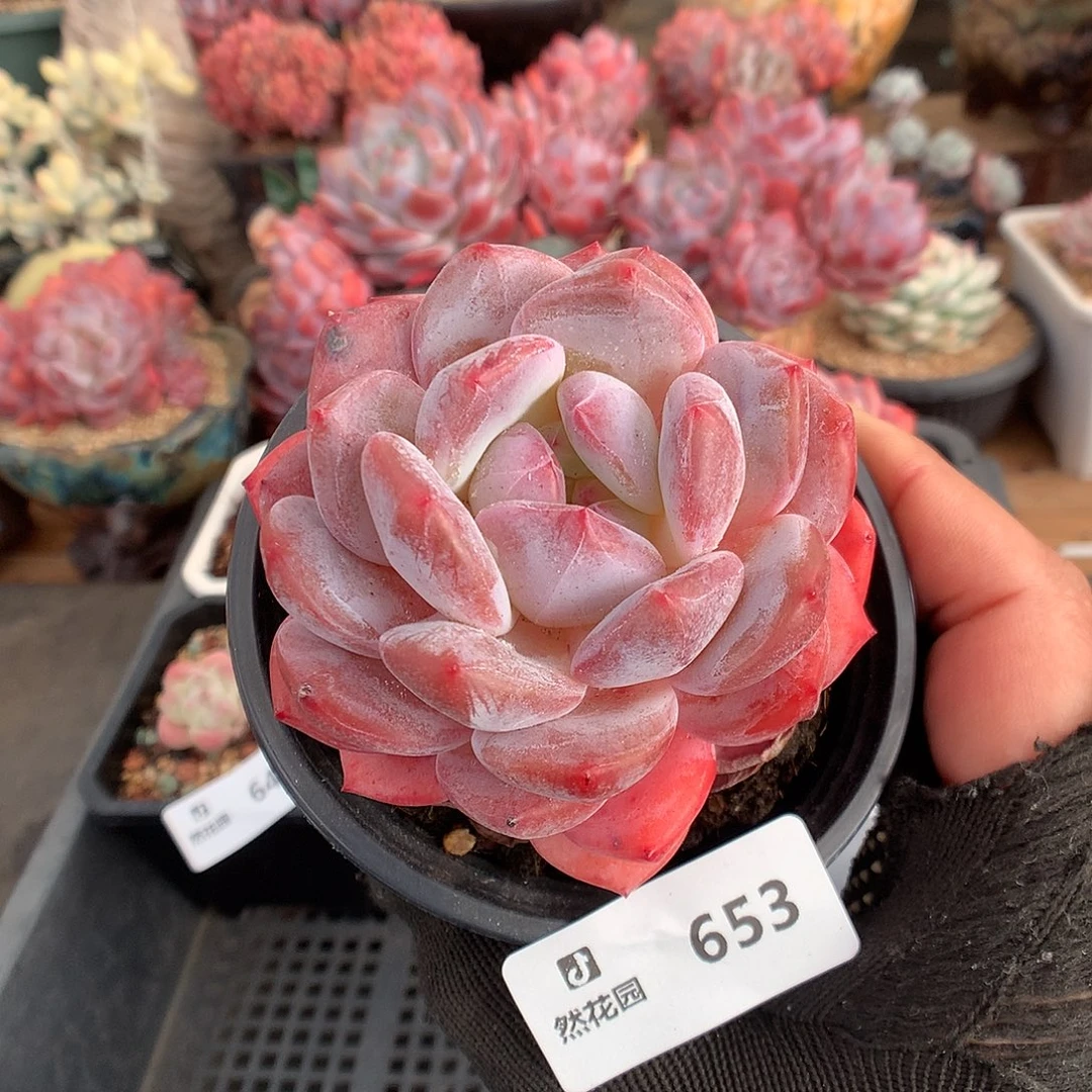 653粉星影多肉植物66666