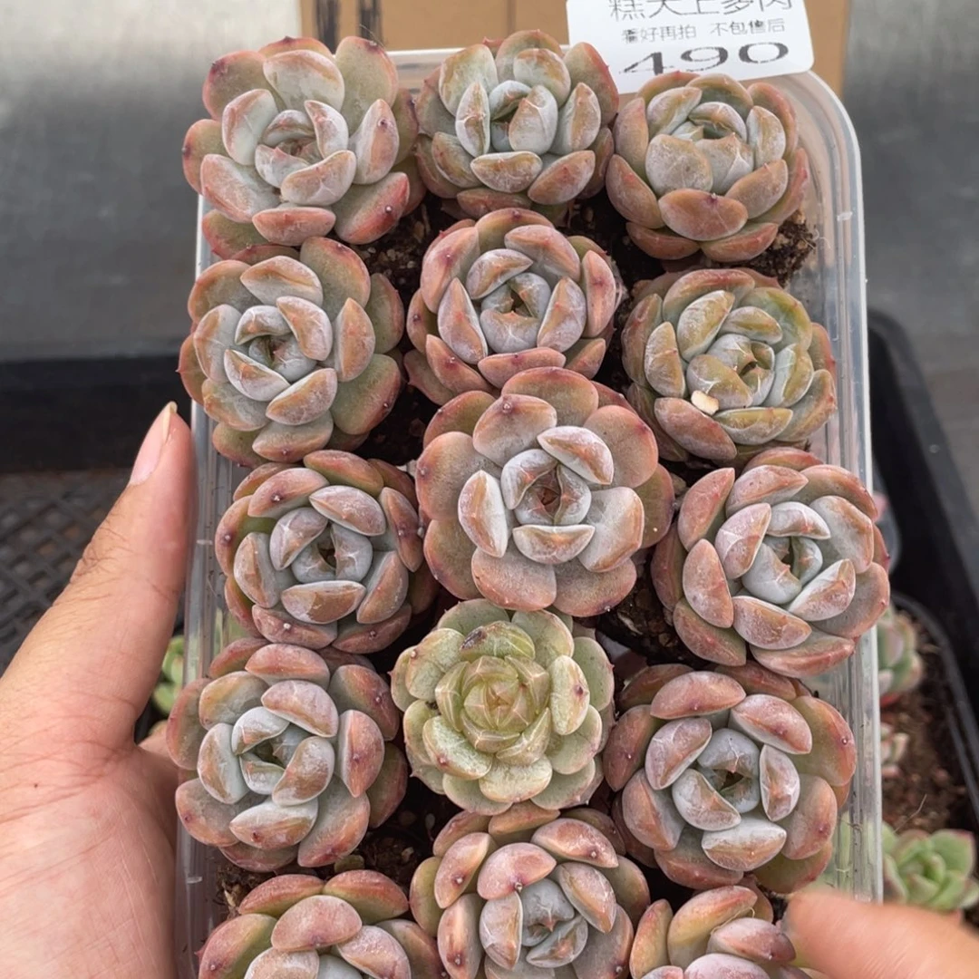 糕大上多肉植物490