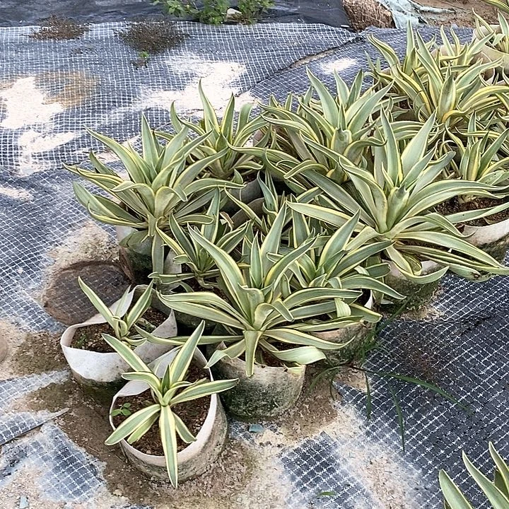 高度30公分鹦鹉嘴黄腹轮