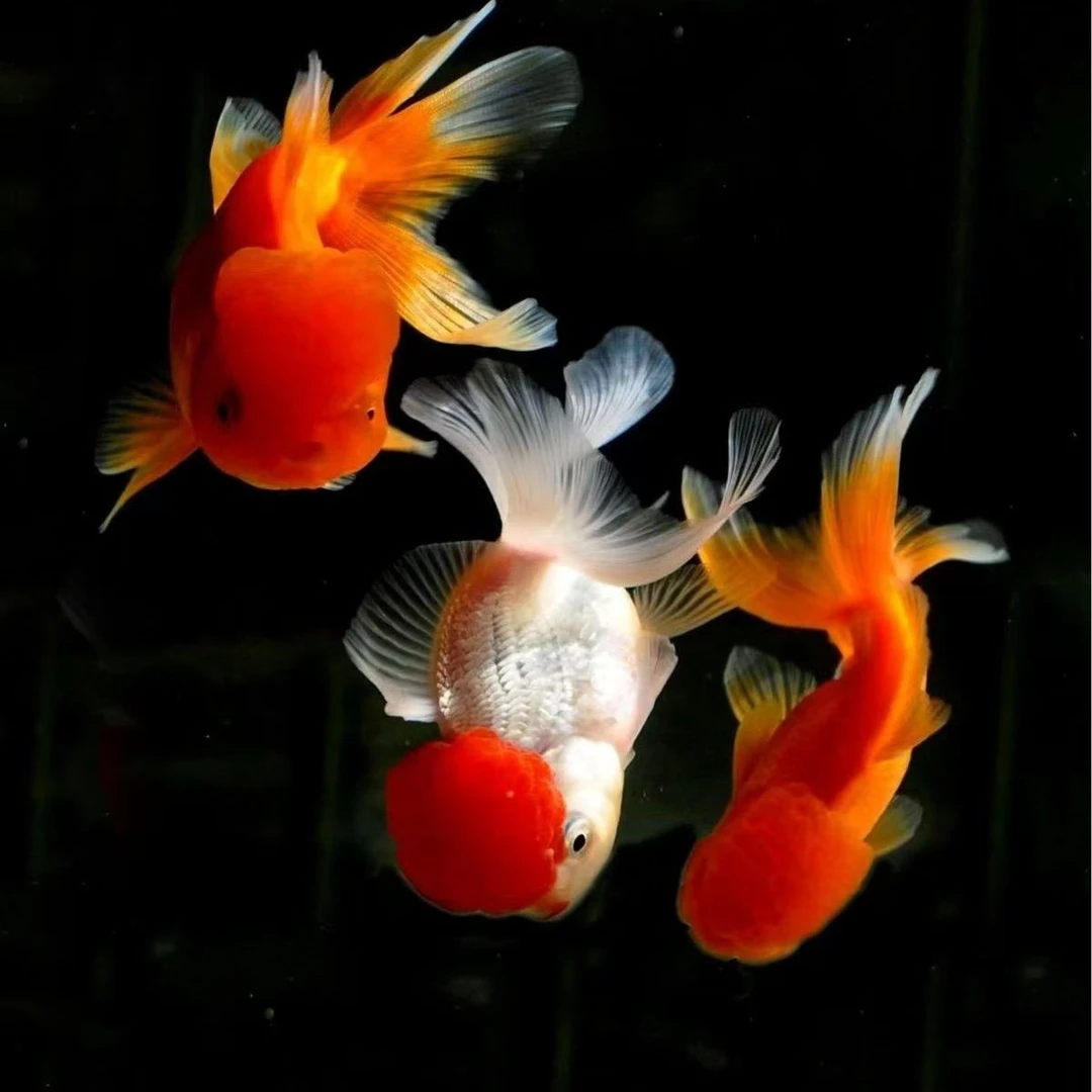 2号金鱼红狮鸿运龙睛随机发不支持备注5条8-10公分冷水观赏鱼包邮