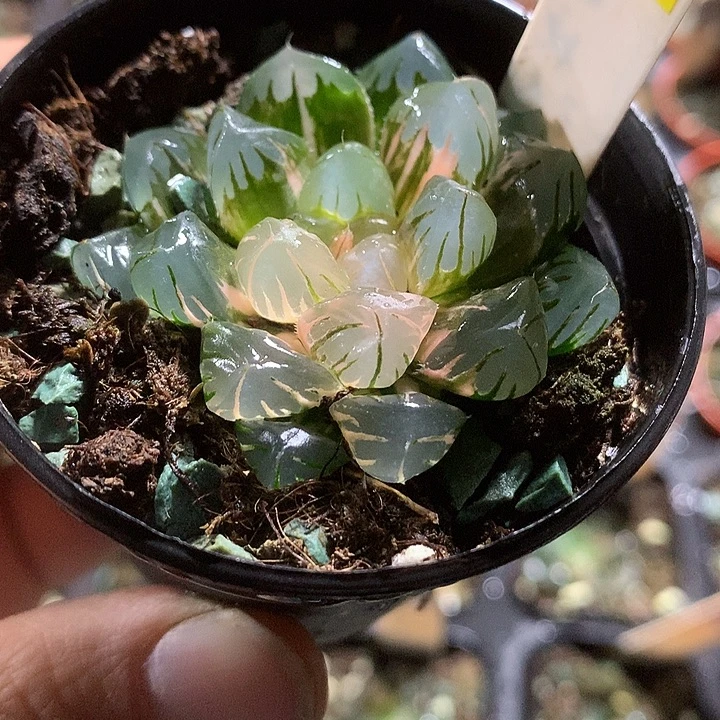 733水中月玉露锦福利福利