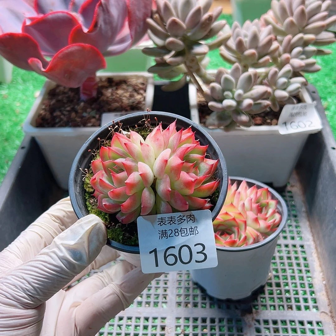 蜂***2多肉一物一拍植物1603