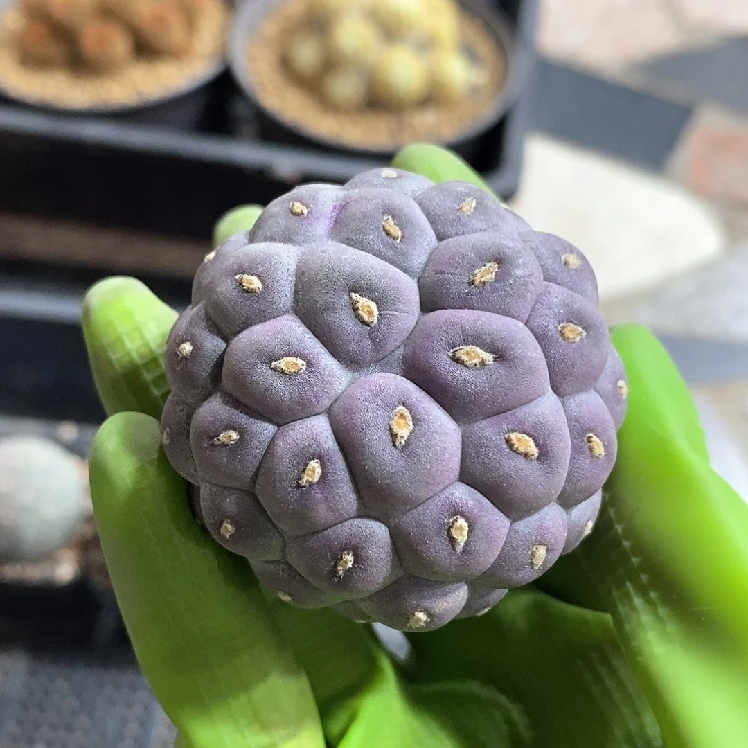 哟*呵大尤习志野仙人球