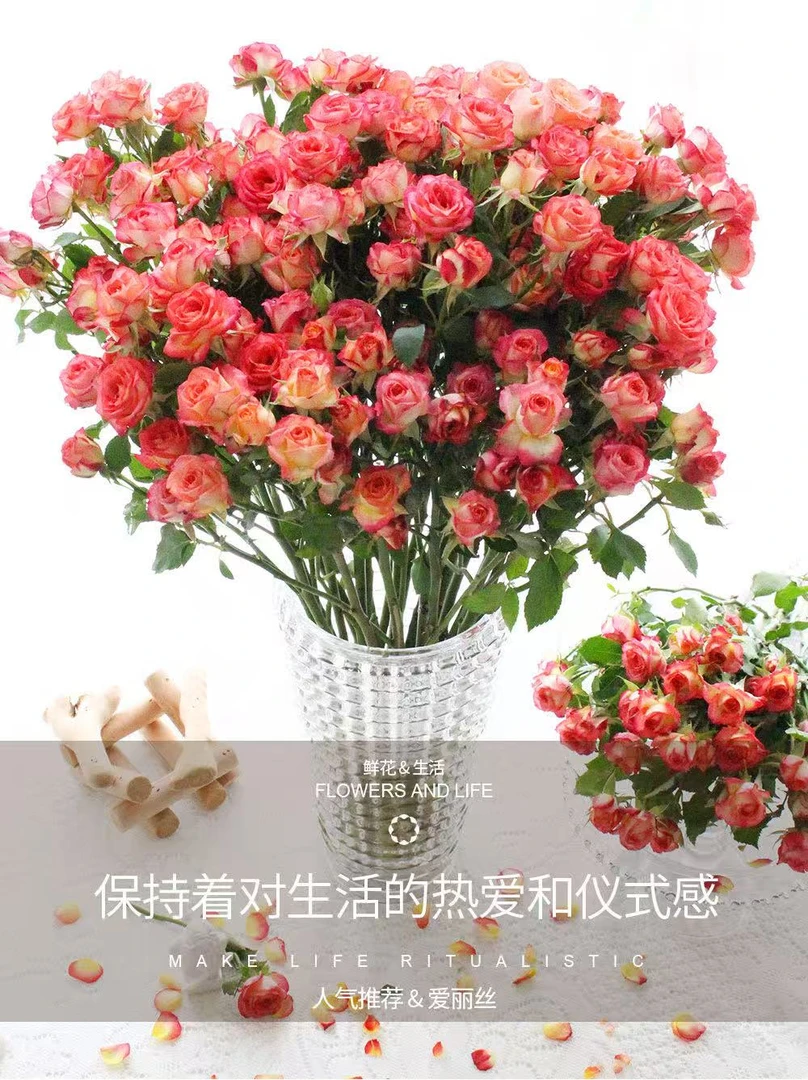卓拉鲜花-多头玫瑰爱丽丝新鲜鲜花花束云适合客厅装饰