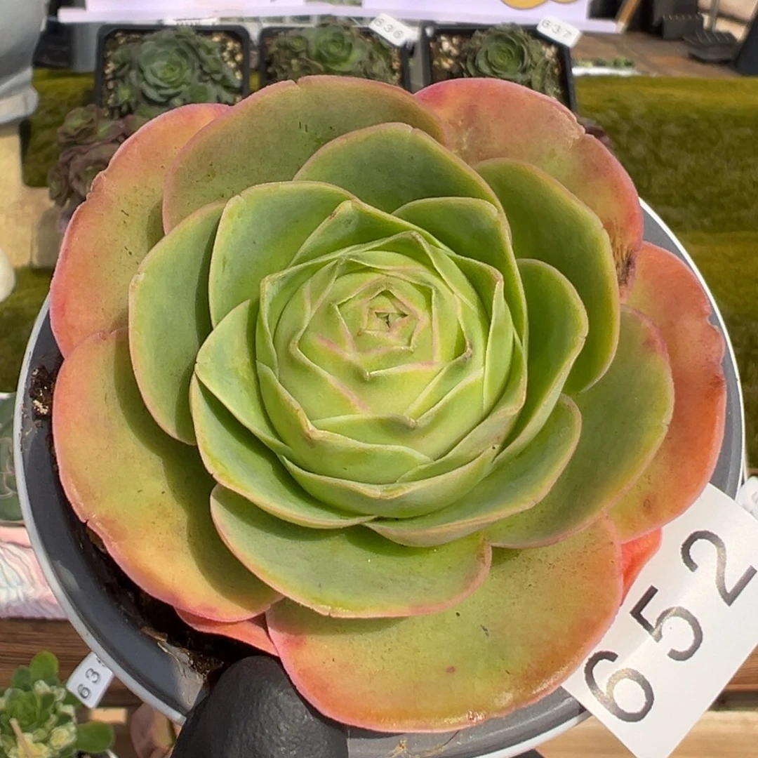 652禧桃优选宽叶7厘米