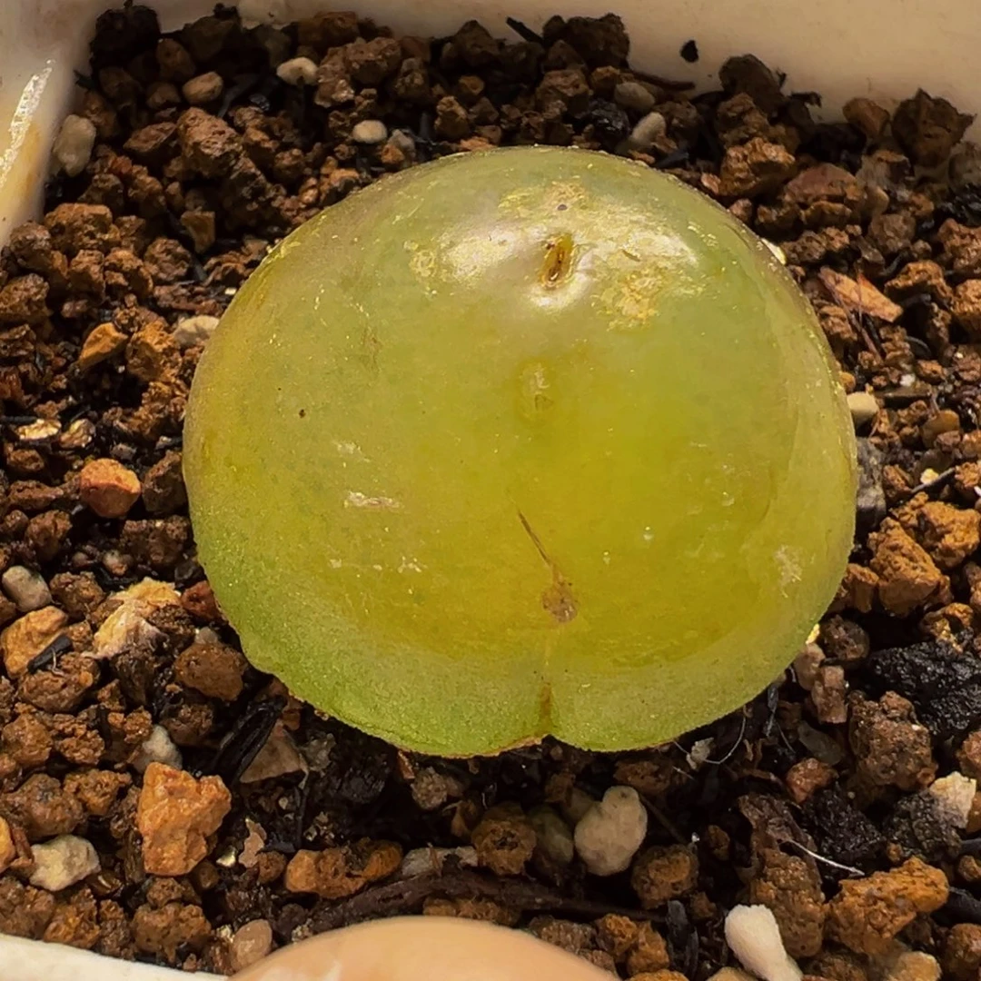 175多肉植物种类多样
