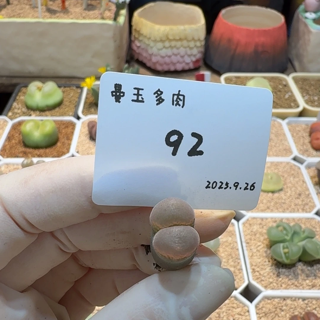 无***言多肉多肉多肉9.26-092梦幻