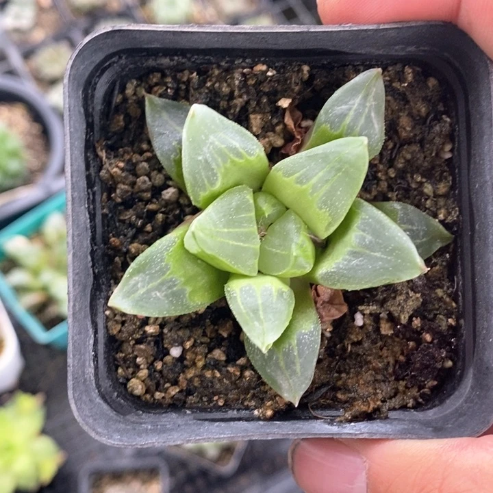 实生冰城一颗。 随机发货。  福利。