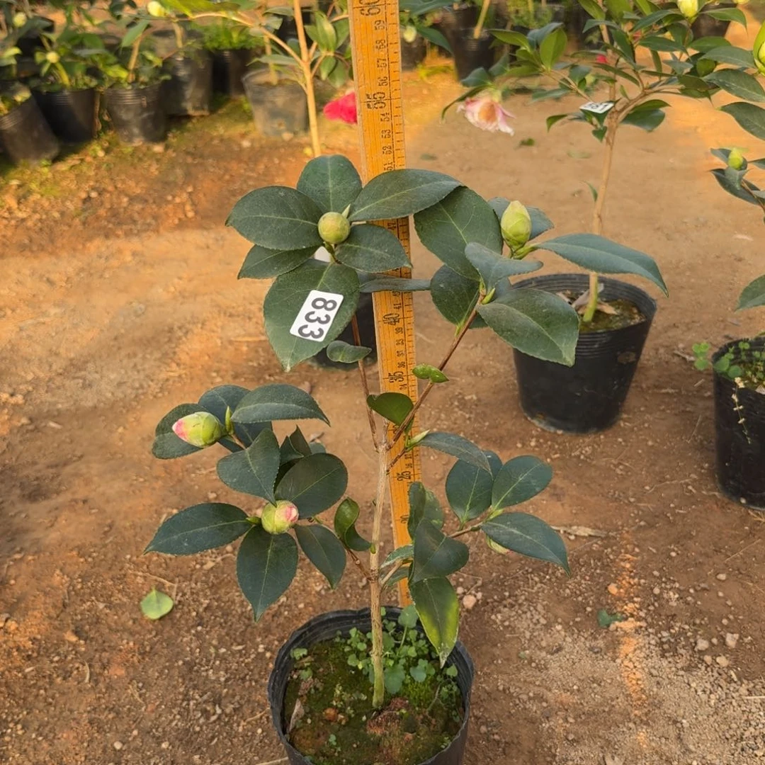 少量花朵（建议范围：2朵-5朵 或40%以下）833友之浦