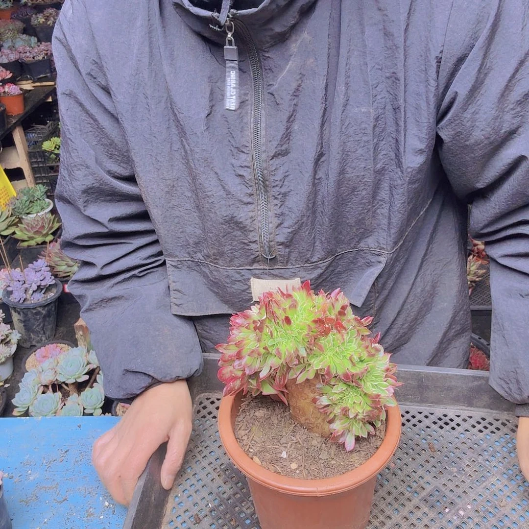 明***好7777法师缀化一物一拍