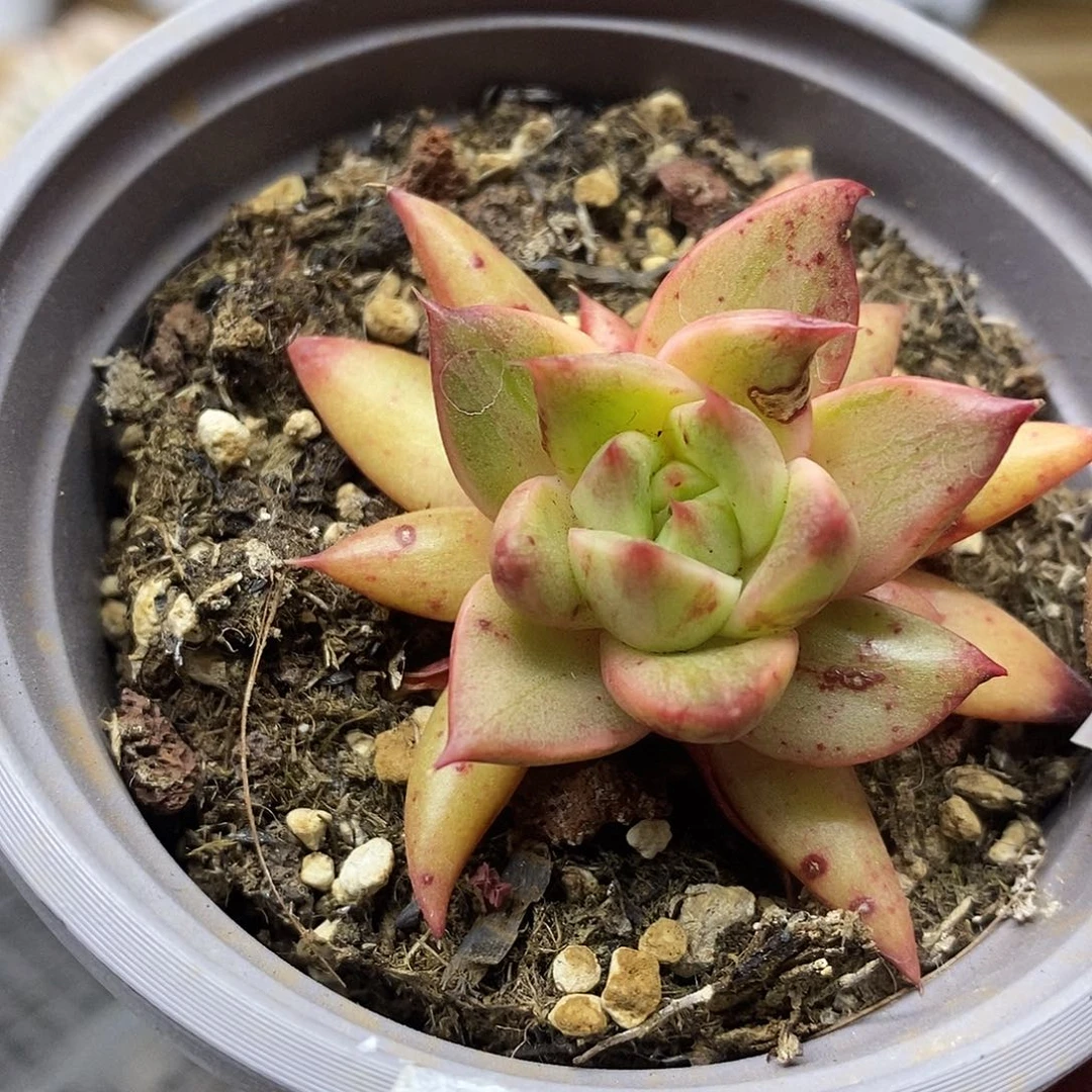 0987 雷奥帕德锦 需延时发货