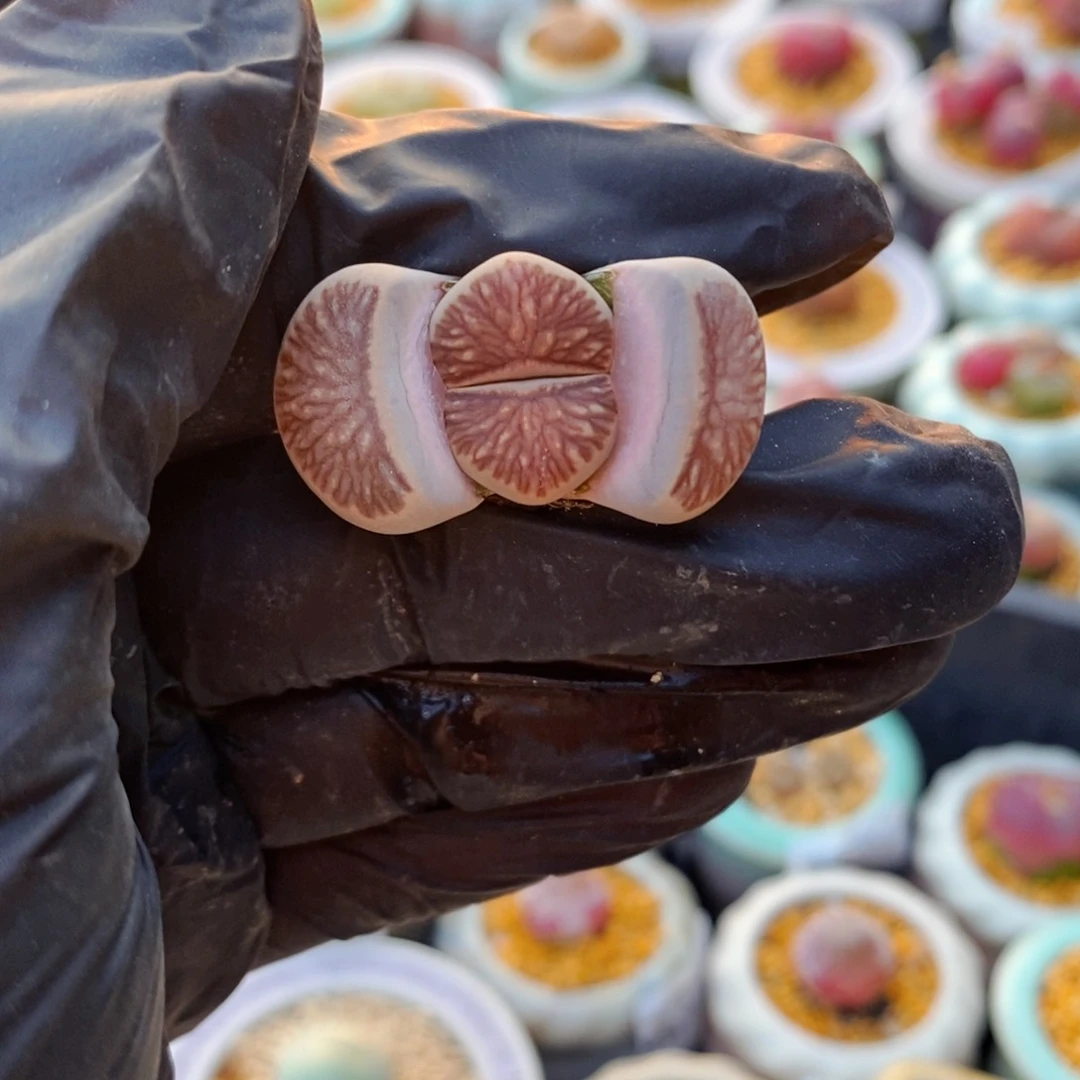 5049-一物一拍 菊