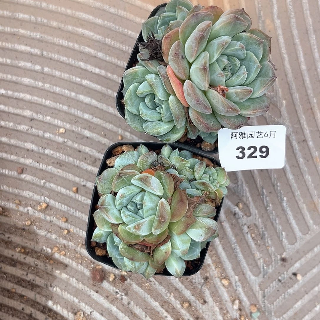 阿雅园艺。   329