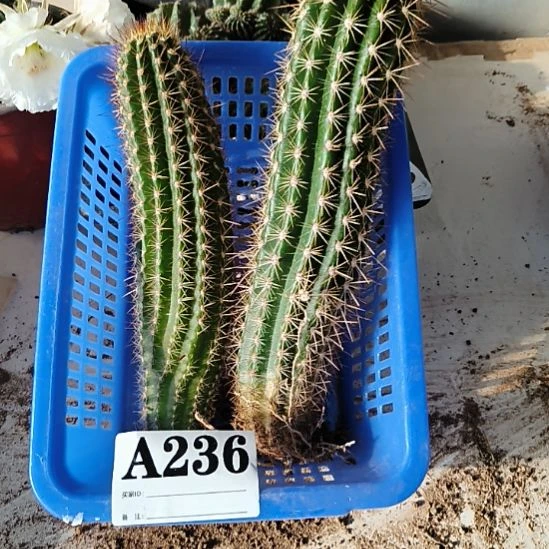 当前无花栽培后可以开花a236