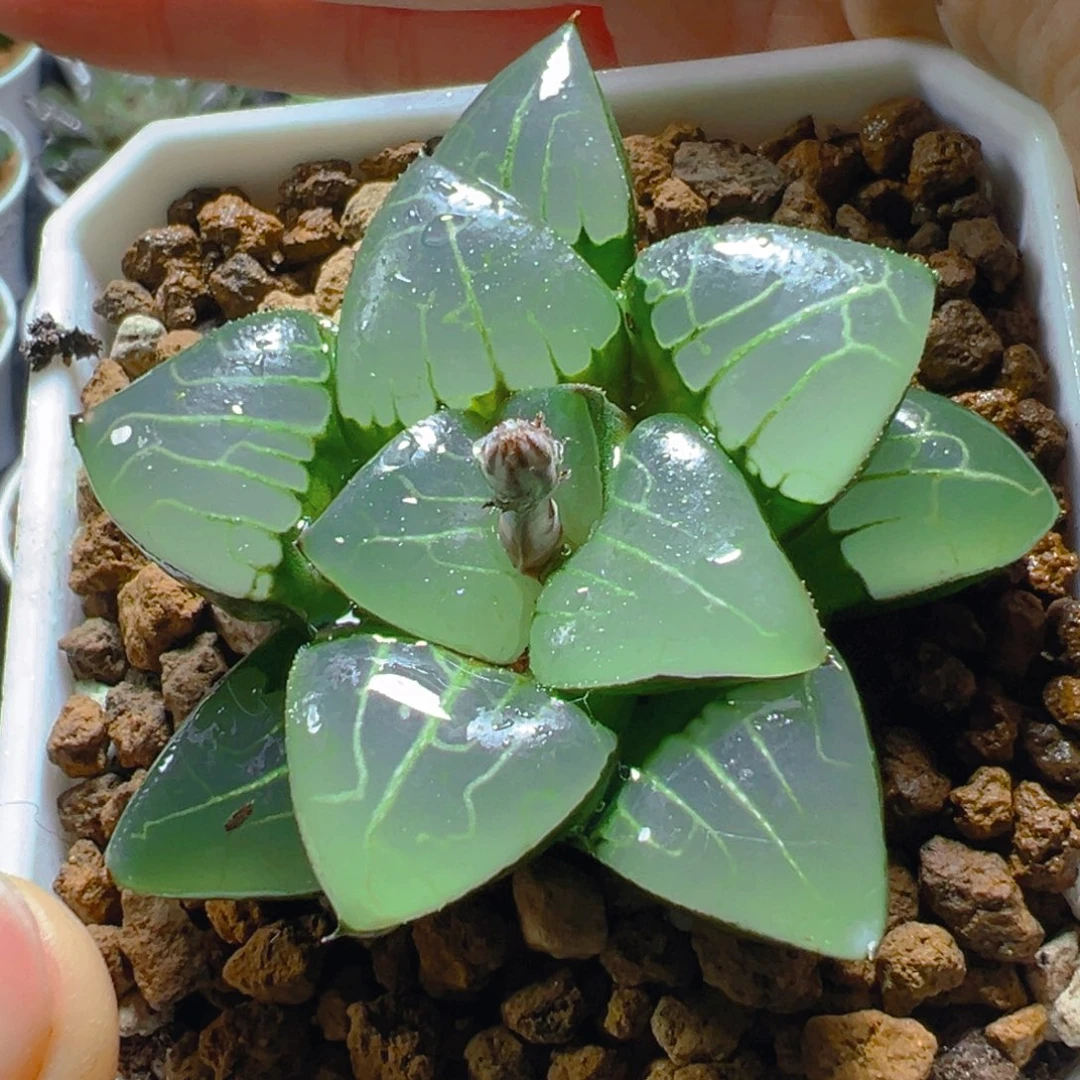 雅典娜玉露多肉多肉多肉