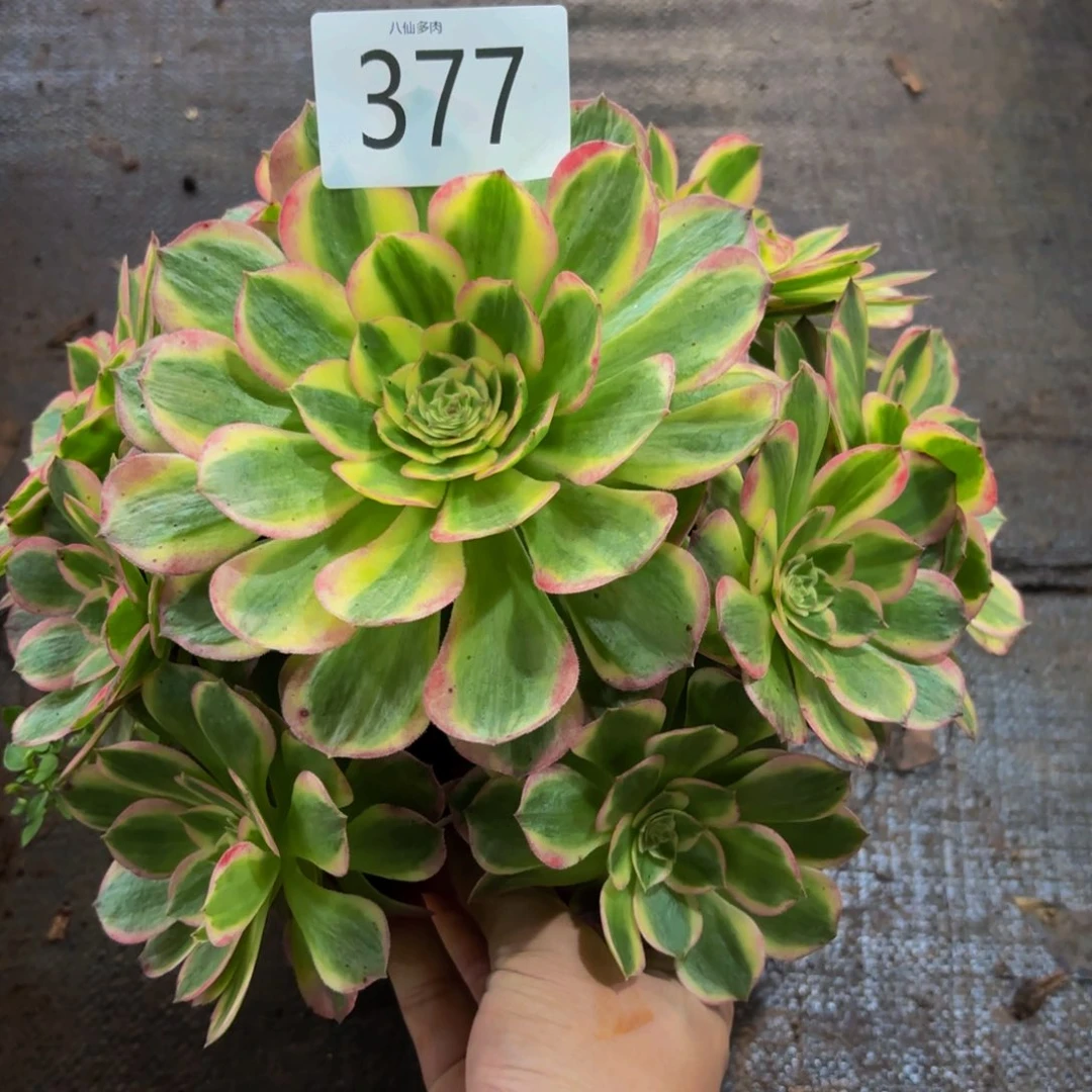 377多肉植物海鲜