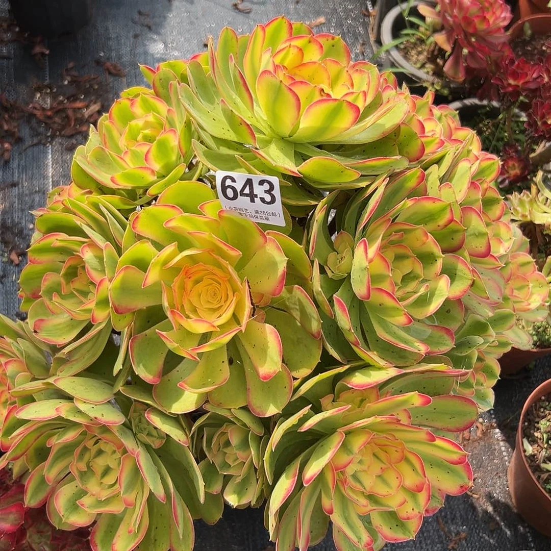 643多肉植物大香妃