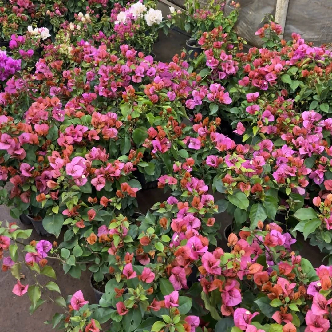 完全开放（米奇）三角梅会掉花掉叶有大有小