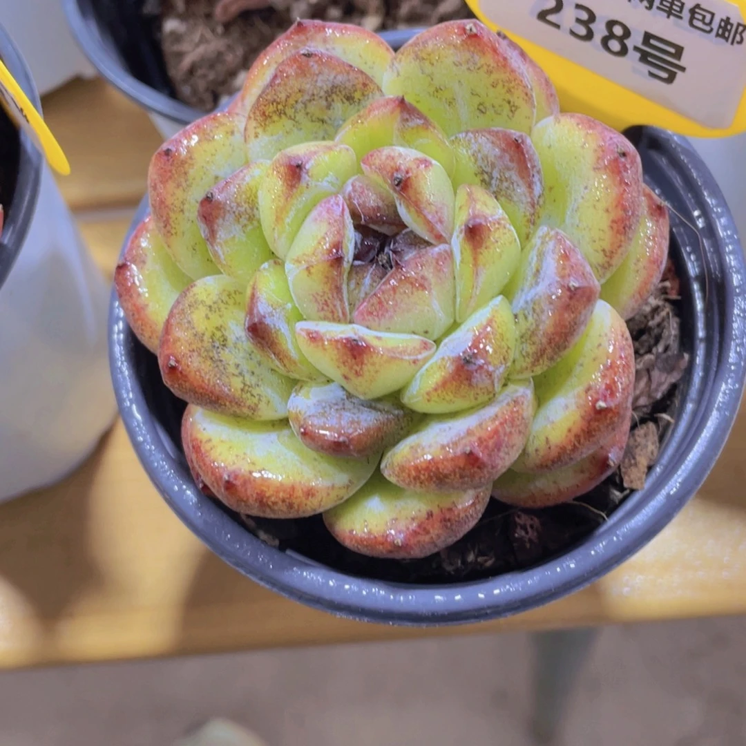 238号 大胖子黑橙单头