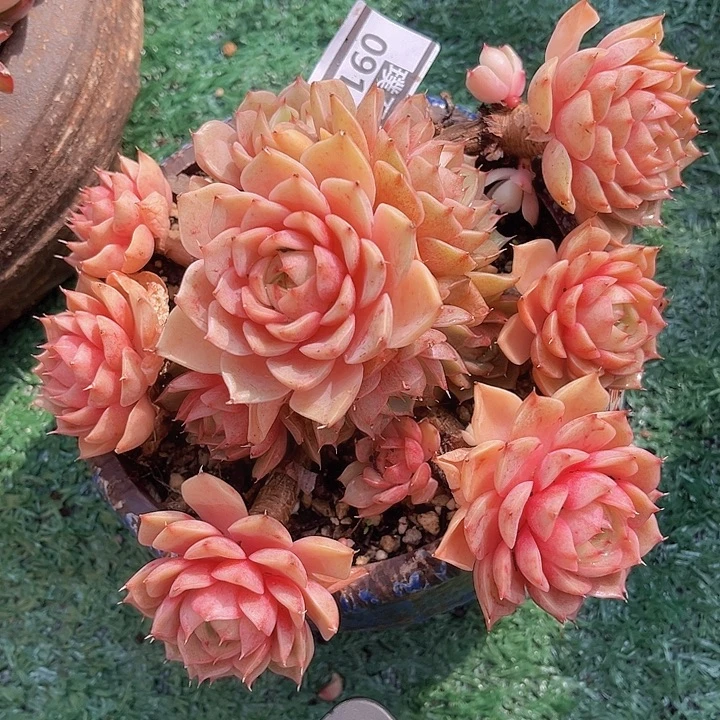 笨吧0911多肉植物